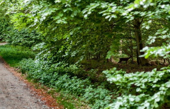 There’s a deer here, can you spot it?