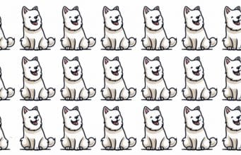 Can you Find the Difference Dog in less than 30 seconds?