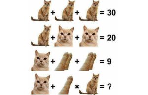 Can you solve this Cat Math problem?