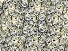 ONLY PEOPLE WITH 20/20 VISION CAN FIND A CAT HERE!